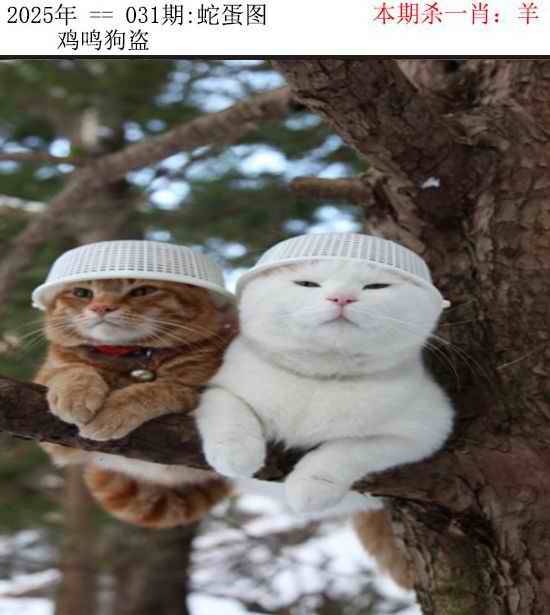 正版蛇蛋图